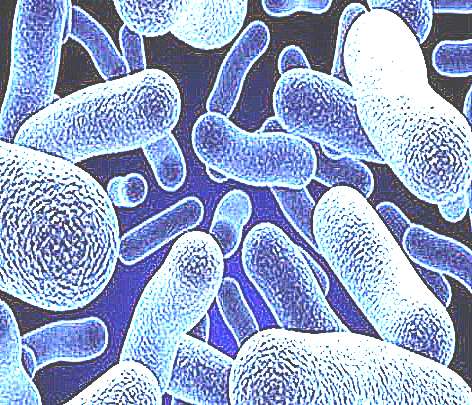 Бактерии для выгребных ям (рисунок)
